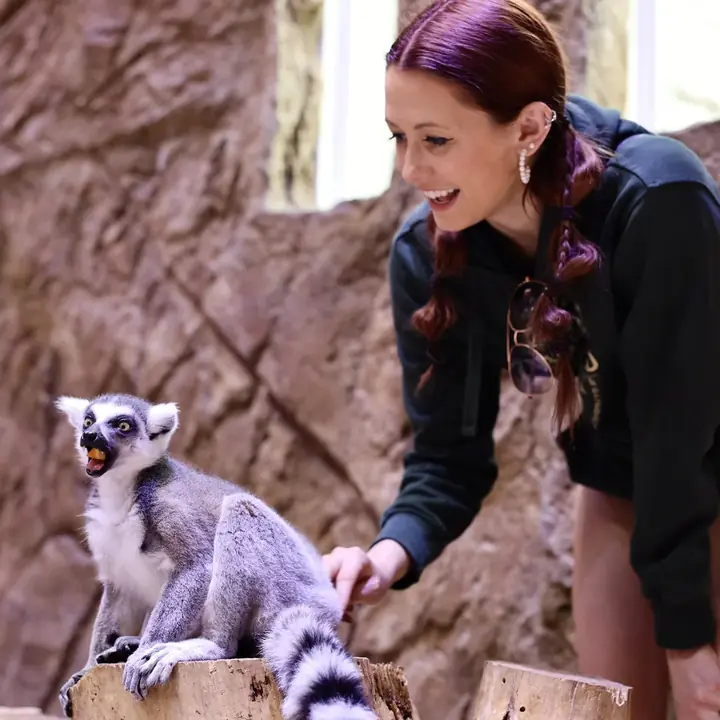 A staff member kneeling beside a ring-tailed lemur.