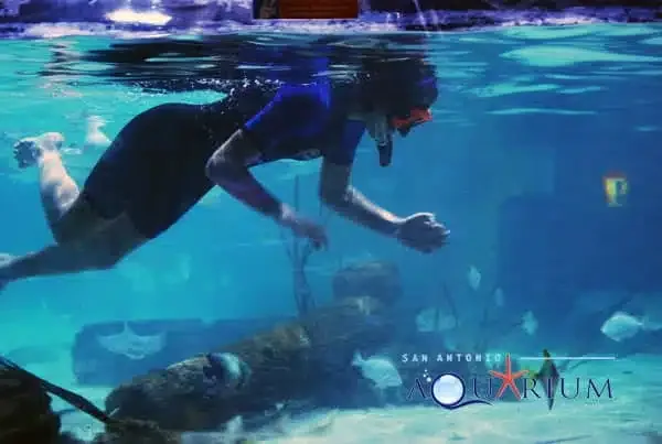 A snorkeler swimming above stingrays in a large aquarium tank.