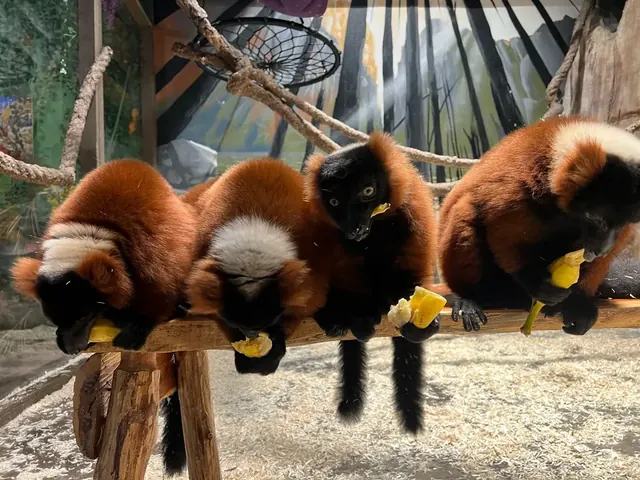 Four red ruffed lemurs sitting in a row on a branch.